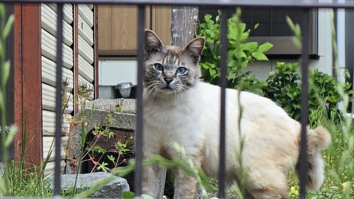 養老温泉、大多喜で出会ったネコたち